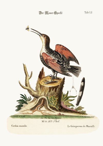 The Wall-creeper, or Spider-catcher, 1749-73 by George Edwards